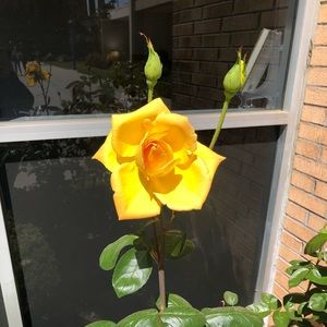 Meet your Posher, Wendy